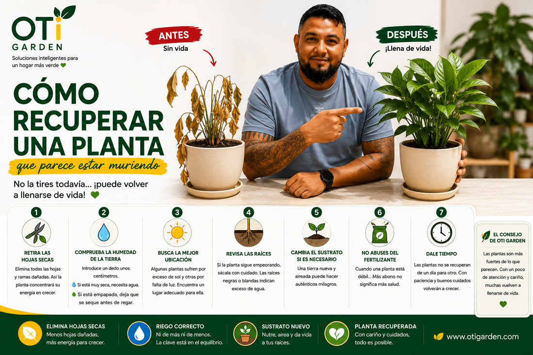 🌱 Cómo recuperar una planta que parece estar muriendo